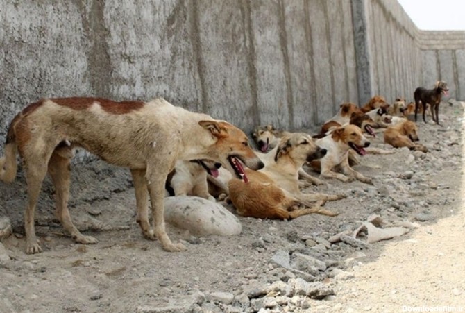 تعداد سگ‌های ولگرد در ایران ۸ برابر ترکیه + اینفوگرافیک | شهرآرانیوز
