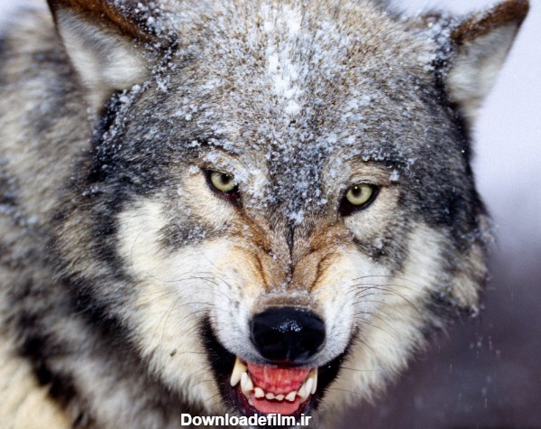 عکس گرگ وحشی خطرناک با نگاه عصبانی و دندانهای تیز و برنده