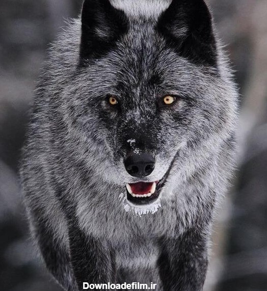 عکس گرگ سیاه وحشی