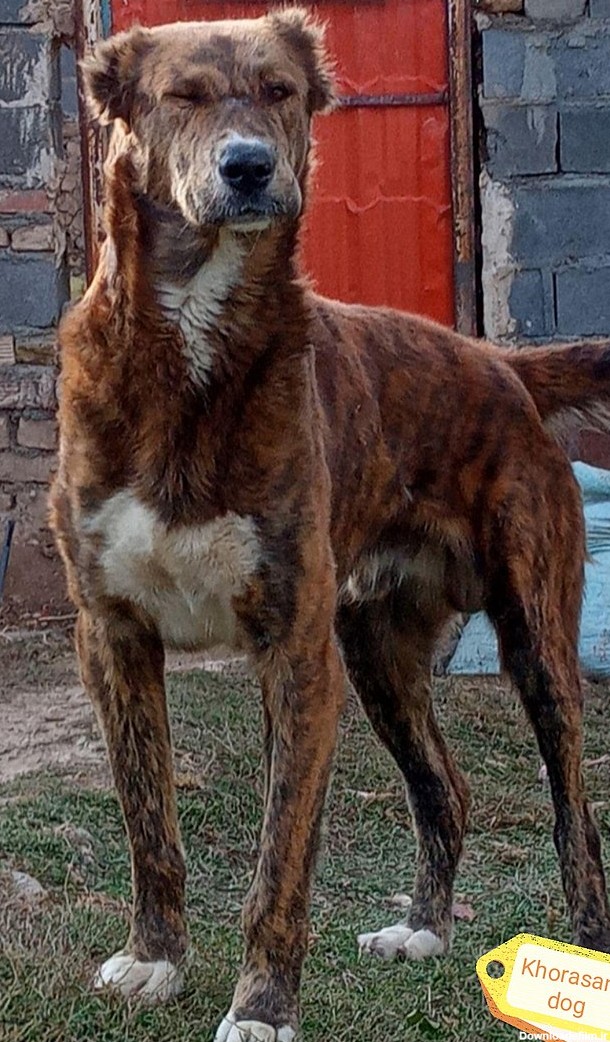 سگ خراسانی - ویکی‌پدیا، دانشنامهٔ آزاد