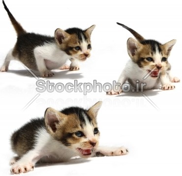 بچه گربه ها در زمینه سفید - حیوانات - استوک فوتو - خرید عکس و فروش ...