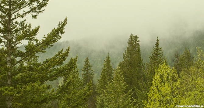 تصویر پس زمینه جنگل سبز و هوای مه آلود | پیکفری