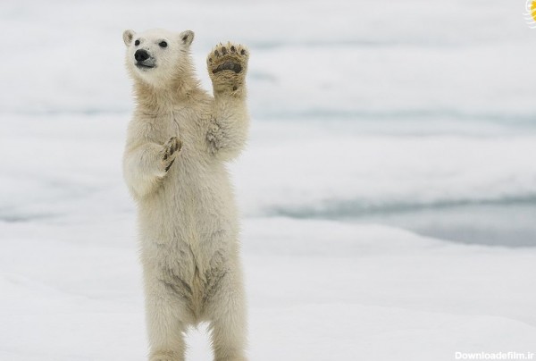 بچه خرس قطبی روی پاهایش ایستاد!+ عکس