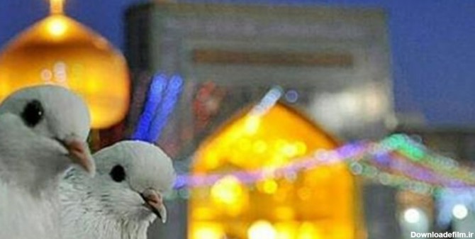 کبوتر غریبم» اثری در مدح امام غریبان+فیلم | خبرگزاری فارس