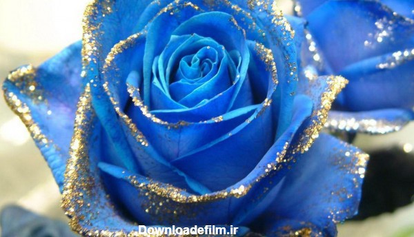 دانلود تصویر شیک و خوش رنگ گل رز آبی با کیفیت فوق العاده