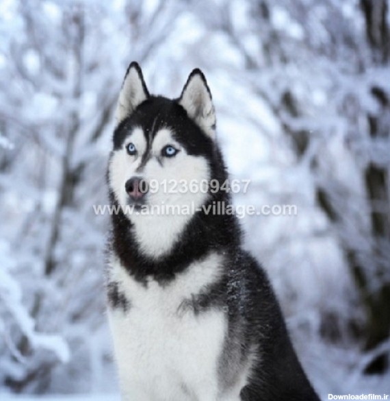 قیمت سگ هاسکی سفید چشم یخی سایت تبلیغات رایگان آنی گاه