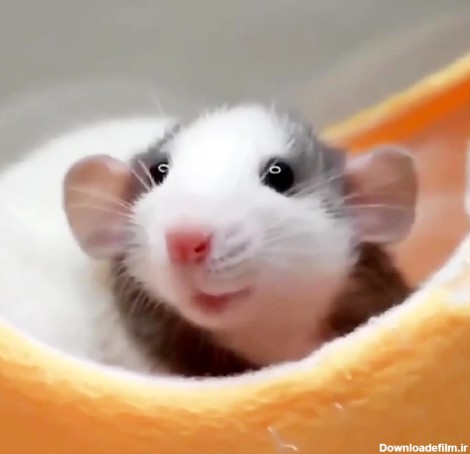 عکس بچه موش سفید