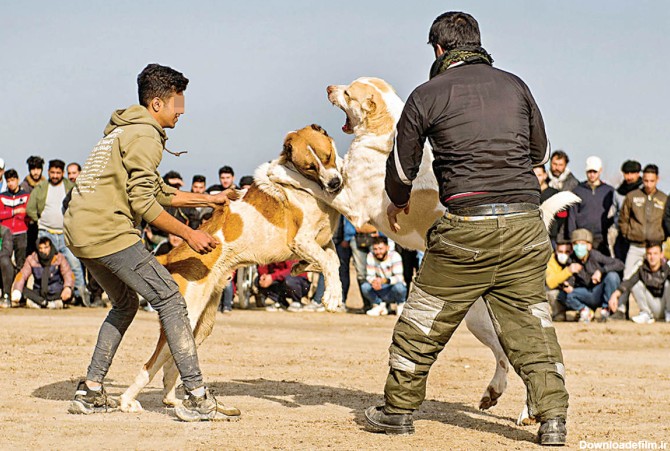 فرارو | تجارت پرسود دلال‌ها از جنگ سگ‌ها