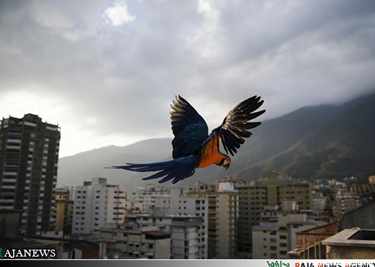 عکس:طوطی های رنگی بر فراز کاراکاس | پایگاه اطلاع رسانی رجا