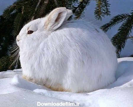 خرگوش قطبی؛ گوله برف گوش دراز! +عکس