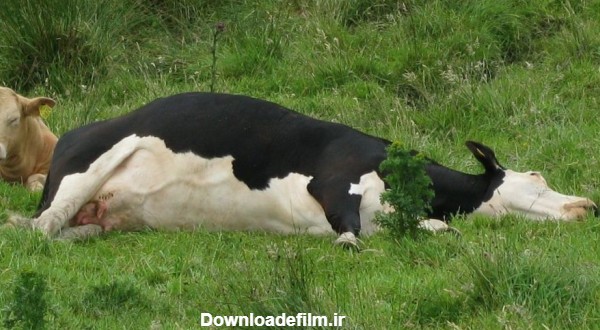 فلج شدن گاو پس از زایمان و درمان تب شیر