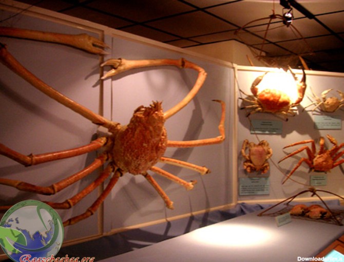 خرچنگ عنکبوتی ژاپنی / Japanese spider crab / Macrocheira kaempferi ...