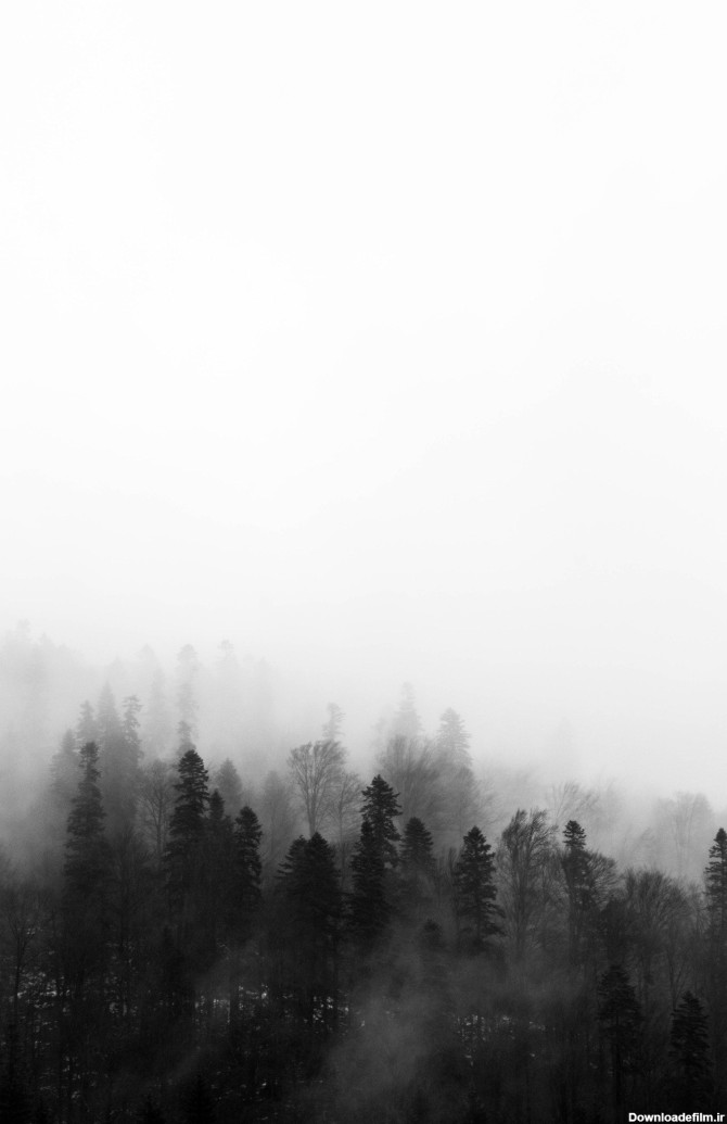 عکس زمینه درختان مه آلود پس زمینه | والپیپر گرام