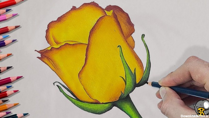 آموزش کشیدن گل رز از ابتدا با مداد رنگی! آموزش گام به گام ...