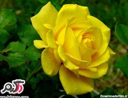عکس گل رز زرد زیبا و خوش رنگ