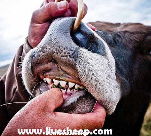 تعیین سن گاو از روی دندان ها و شاخ آن