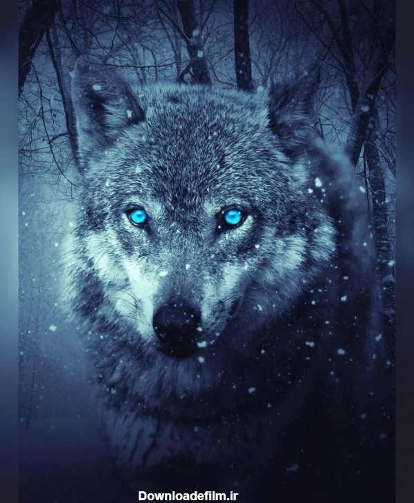 عکس گرگ های زیبا برای پروفایل - عکس نودی
