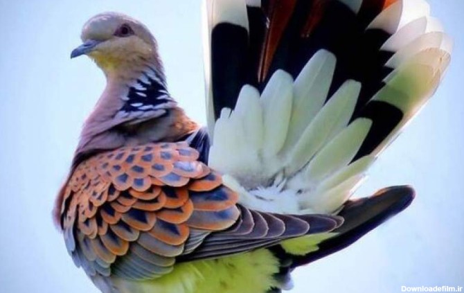 کبوتر طاووسی؛ زیباترین و کمیاب ترین کبوتر جهان (فیلم) | عصر ترکیه