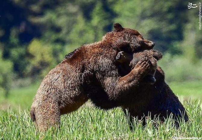 مشرق نیوز - عکس/ مبارزه دو خرس گریزلی