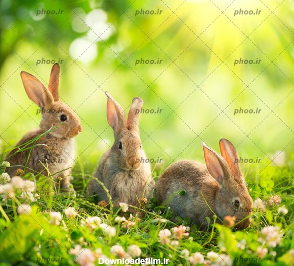 عکس سه خرگوش در میان گل ها در طبیعت – عکس با کیفیت و تصاویر استوک ...