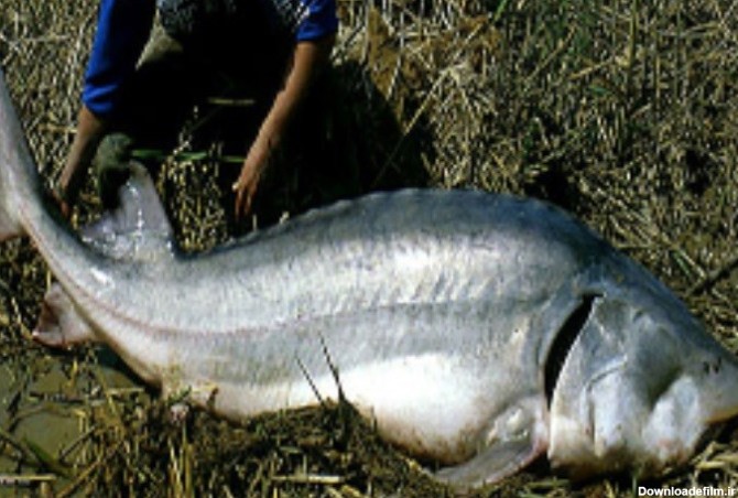 صید فیل ماهی ۸۰ میلیون تومانی از دریای خزر/ تصویر