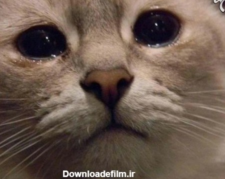 این گربه ها اشک آدم را در می آورند!