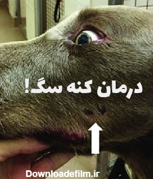درمان کنه سگ