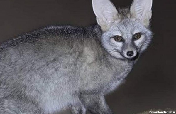 زیباترین روباه ایران را ببینید /عکس