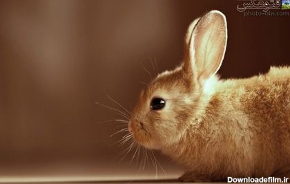 گالری عکس بسیارزیبای خرگوش ها