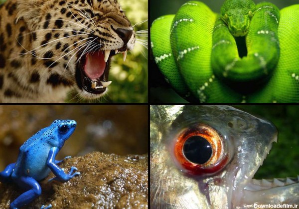 جذابترین و مرگبارترین جانوران جنگل آمازون +عکس