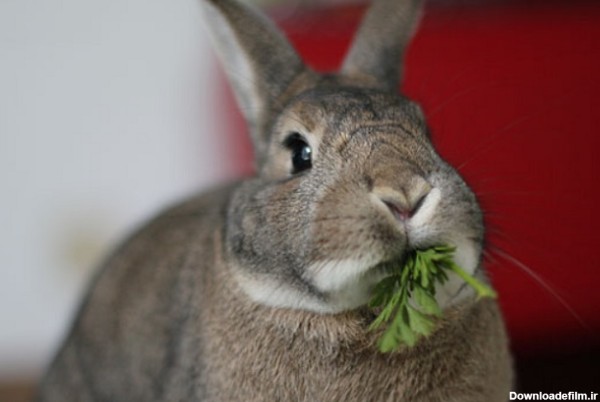 خرگوش طوسی رنگ در حال خوردن سبزیجات