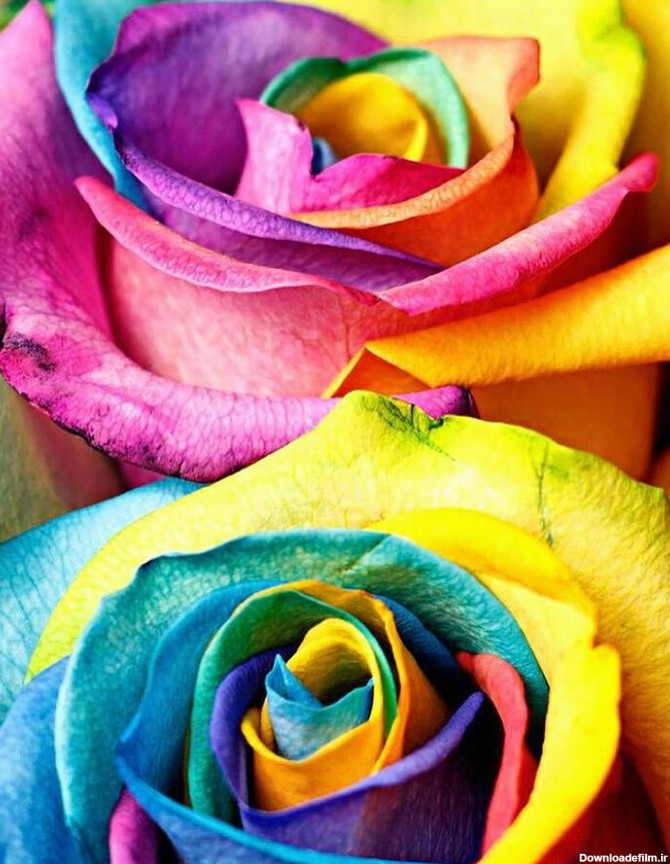 گل رنگی - عکس ویسگون