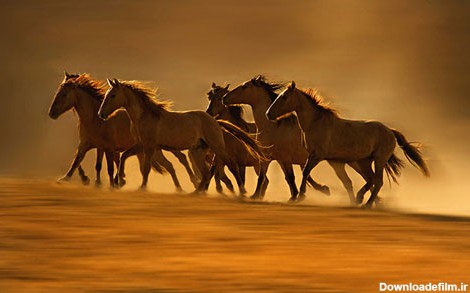 عکس: در دنیای پرشکوه اسب‌های وحشی