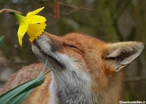عکس حیوانات | عکس حیوانات درحال بو کردن گلها