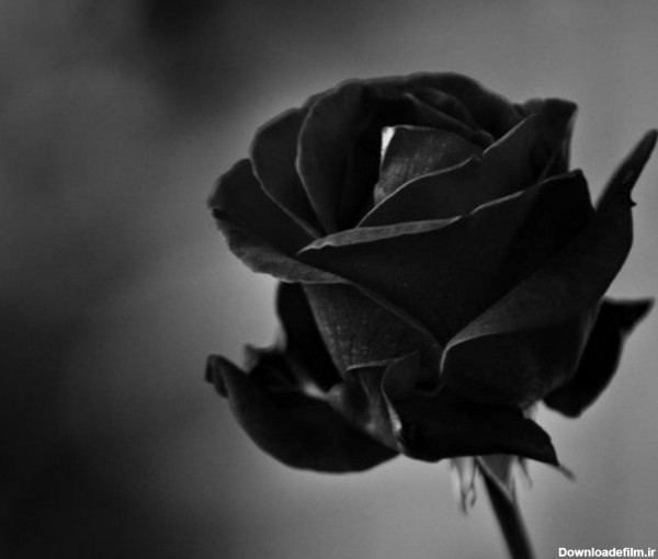 دانلود بهترین عکس های گل مشکی برای تسلیت بدون متن با فرمت PNG