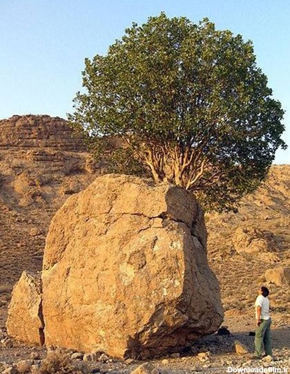 عجیب ترین درخت ایران (+عکس)