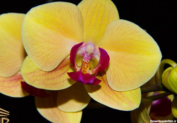 گل ارکیده کینبالو طلایی Gold of Kinabalu Orchid