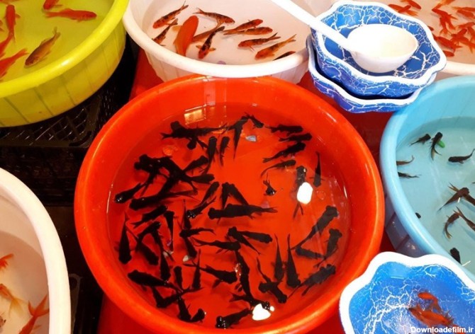 گیلان| بازار "ماهی قرمز شب عید" در رشت به روایت تصویر