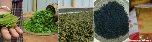 فروش چای سبز ایرانی
