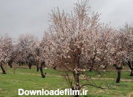 شکوفه های بهاری درخت بادام