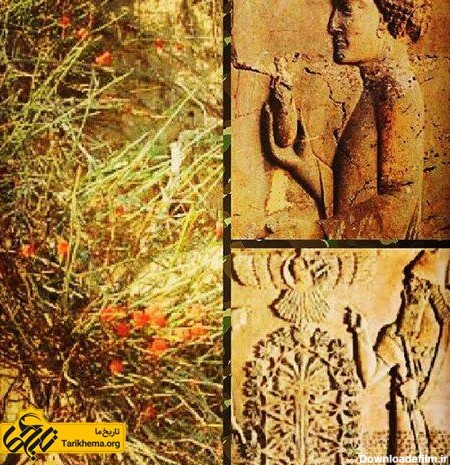 گیاه هوم در ایران باستان