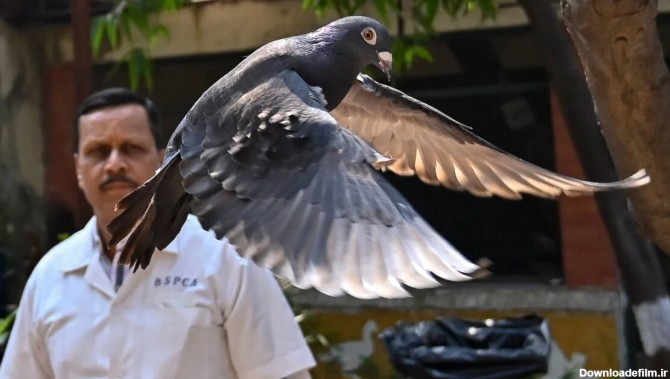 کبوتر مظنون به جاسوسی چین آزاد شد/ عکس - خبرآنلاین