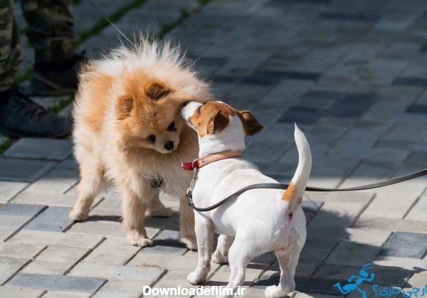 رفتارشناسی سگ اشپیتز تریر - رفتارشناسی سگ اشپیتز - عادات سگ اشپیتز ...