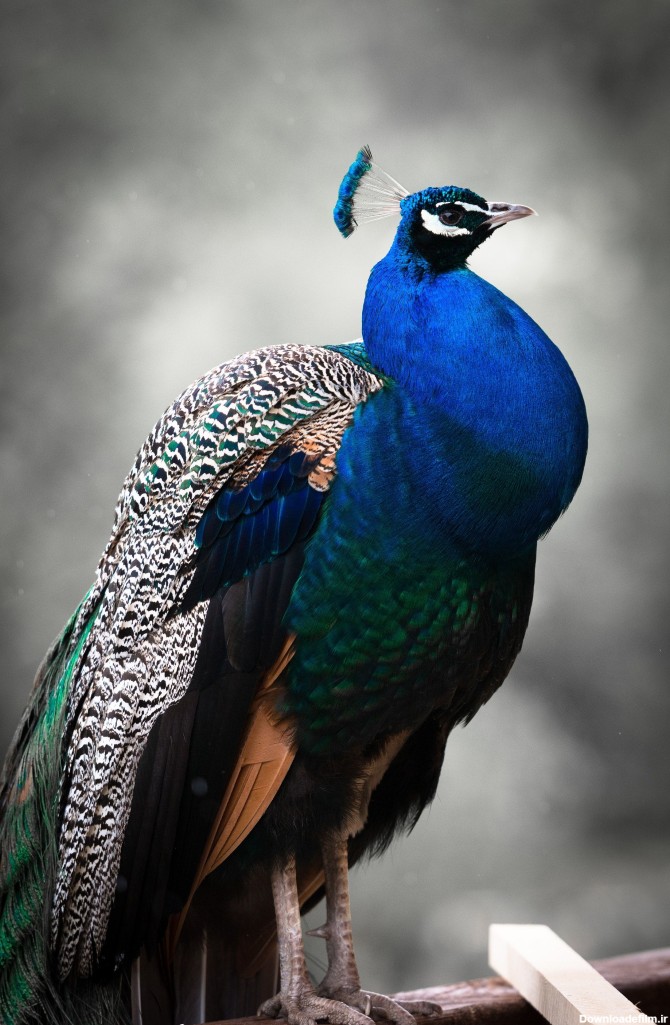 عکس زمینه طاووس آبی سیاه سفید پس زمینه | والپیپر گرام