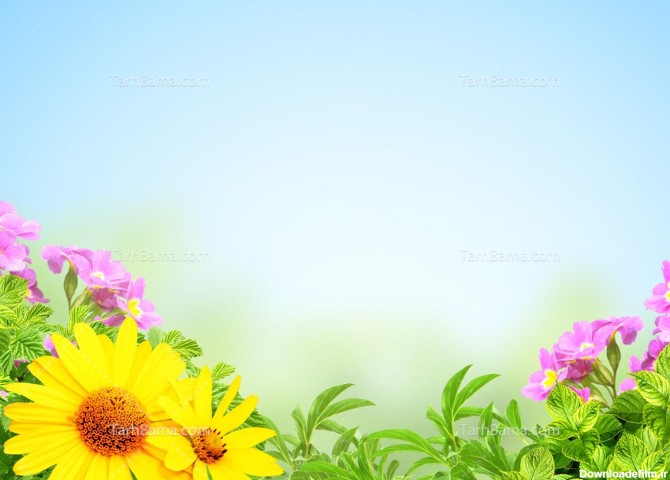 تصویر با کیفیت گل آفتاب گردان و بنفش