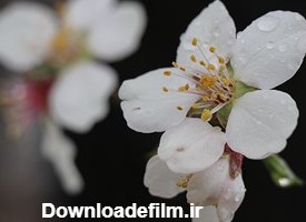 شکوفه های بهاری درخت بادام