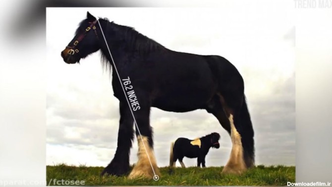 بزرگترین اسب ها در جهان