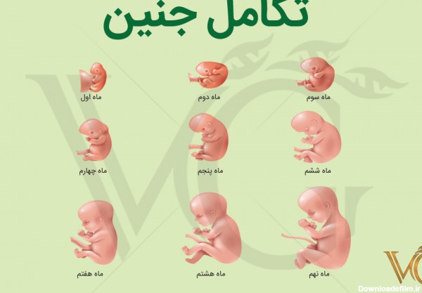  تکامل جنین یا fetal development و روند رشد قبل از تولد در سه مرحله اصلی اتفاق می افتد