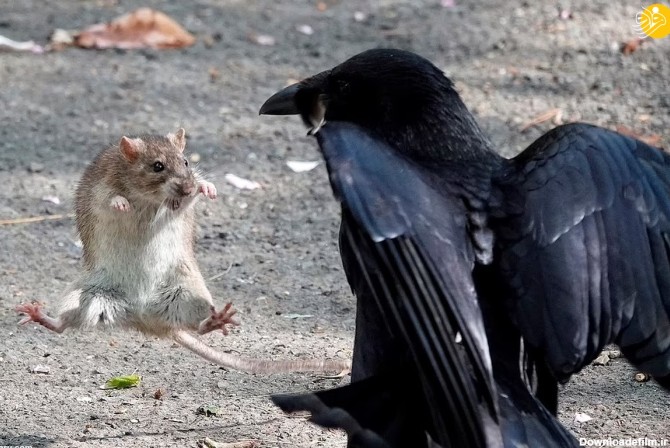 فرارو | (عکس) موش کونگ‌فوکار از چنگ کلاغ گریخت!