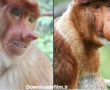 عکس طنز میمون ها - عکس نودی